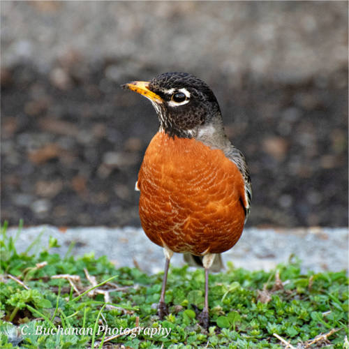Main image American Robin